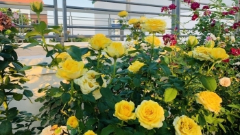 Nữ kỹ sư lộ tuyệt chiêu để có vườn hồng đẹp ngất ngây, hóa ra nhàn không tưởng