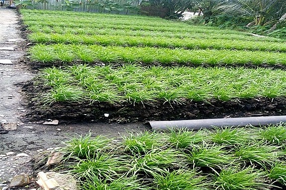 Ruộng trồng hẹ của vợ chồng anh Lê Văn Tài Ruộng trồng hẹ của vợ chồng anh Lê Văn Tài