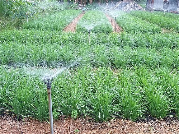 cây rau hẹ còn có tên gọi là cửu thái, khởi dương thảo cây rau hẹ còn có tên gọi là cửu thái, khởi dương thảo