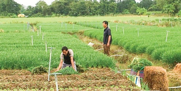 Hộ dân thu hoạch hẹ, chờ bán cho thương lái Hộ dân thu hoạch hẹ, chờ bán cho thương lái