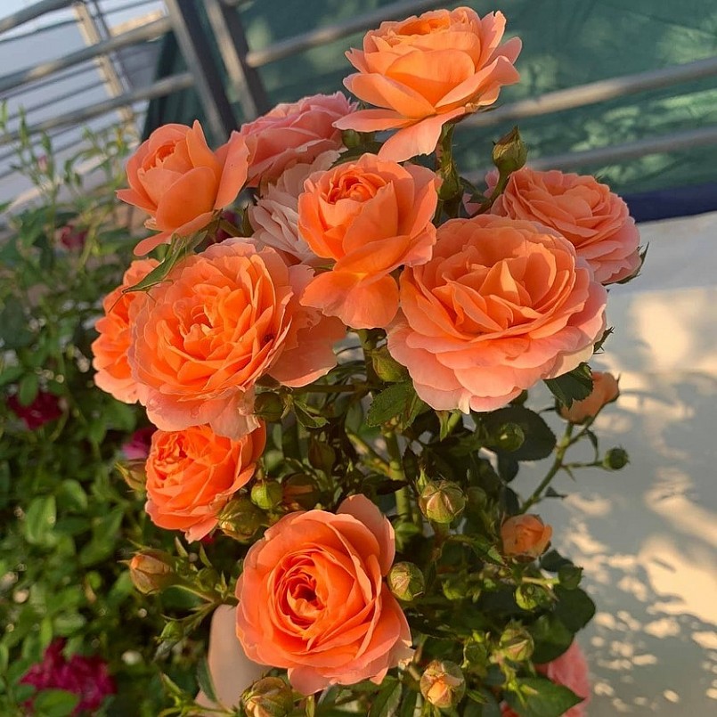 Khi đã thạo các bước kỹ thuật, việc chăm sóc vườn hồng khá nhàn.