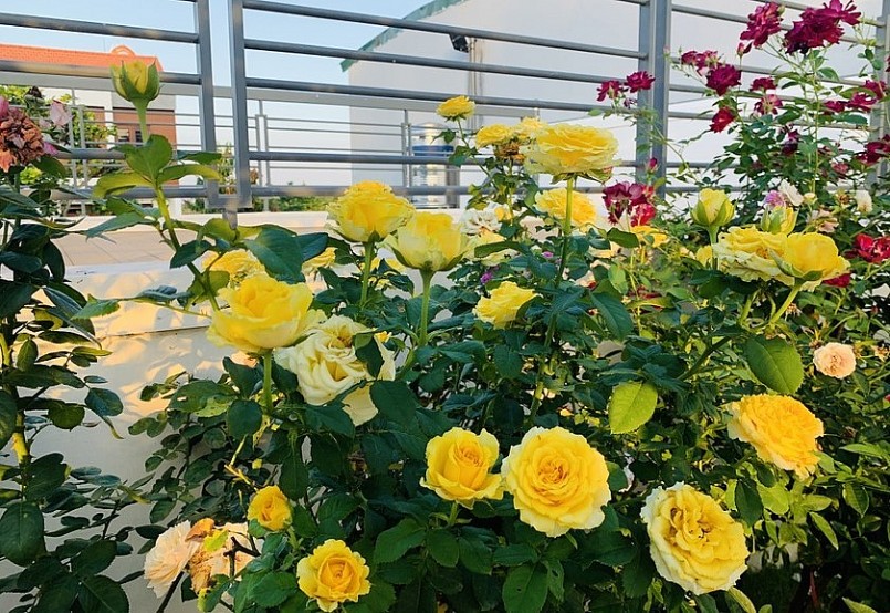 Vườn hồng của nữ kỹ sư ngành xây dựng luôn rực rỡ.