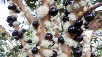 Trồng nho độc lạ thân như cây ổi, trái như sung mọc tím từ cành tới gốc thu trăm triệu/năm