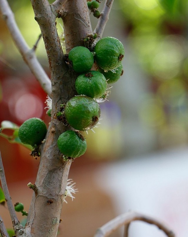 Nho thân gỗ khi trái còn non trông như trái sung.