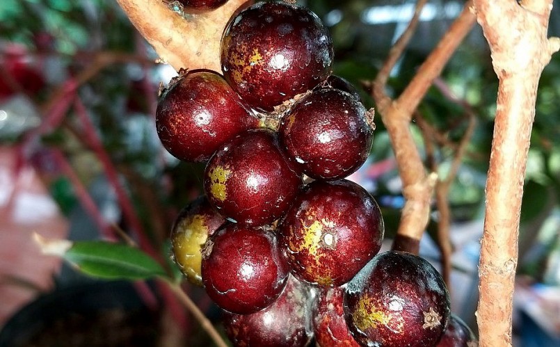 Trái nho thân gỗ có 3 vị đặc trưng gồm chua, chát, ngọt và mùi thơm. Đặc biệt hạt cây nho thân gỗ to hơn trái nho dây.