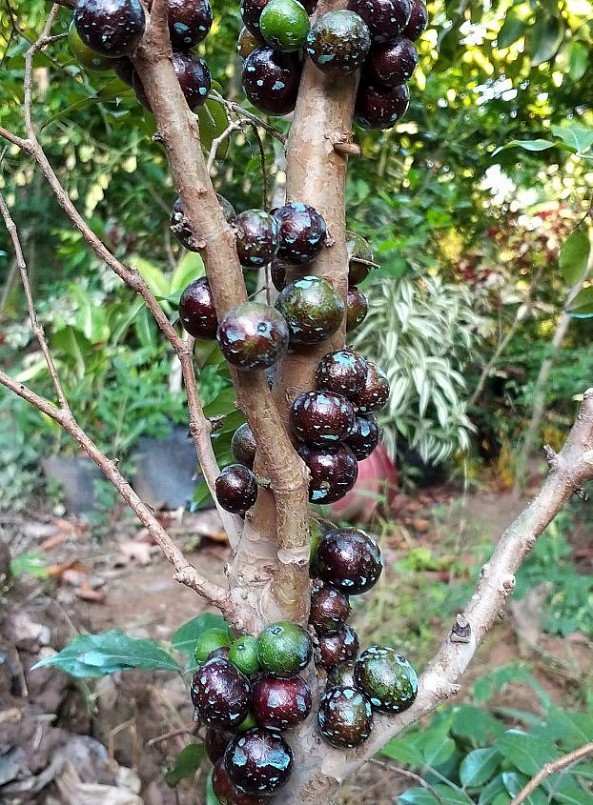 Nho thân gỗ ra trái chi chít từ gốc tới ngọn.