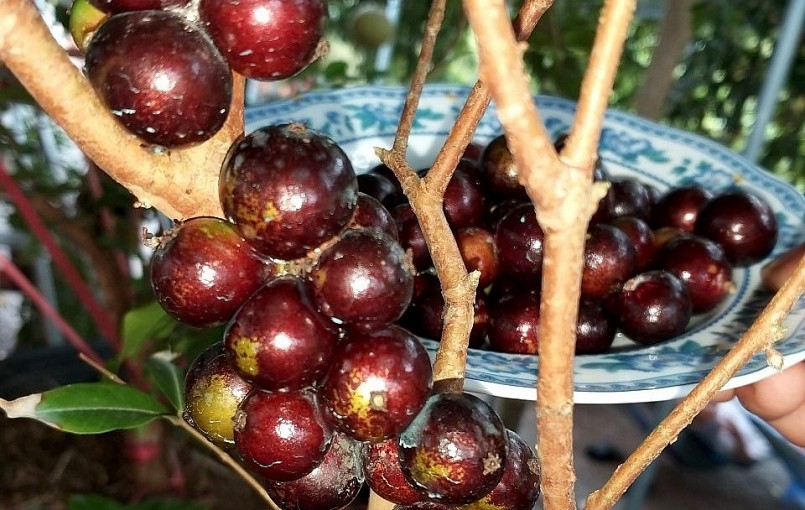 Hiện cây nho thân gỗ được ông Thống trồng trong vườn để phục vụ du lịch, ngoài ra nước ép từ trái nho thân gỗ uống cũng rất ngon.