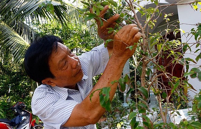 Sau 2 lần thử nghiệm thất bại, đến lần thứ 3 ông Thống quyết tâm nhờ người quen gửi về hơn 200 hạt nho thân gỗ để ươm và lần này tỉ lệ sống lên đến 85%.