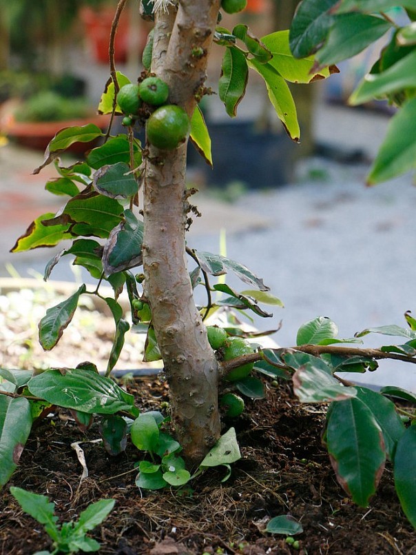 “Cây nho thân gỗ này chỉ khó chăm sóc ở giai đoạn cây chưa trưởng thành, còn sau khi cây trưởng thành thì nó phù hợp với mọi vùng đất từ bắc tới nam, kể cả đất lợ, đất bazan hay đất ở vùng ôn đới đều sống tốt” - ông Thống chia sẻ.