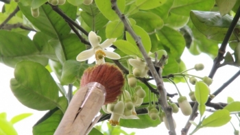 Thụ phấn nhân tạo giúp bưởi “mang bầu”