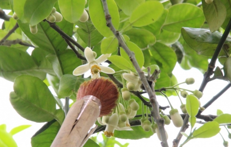 Những bông hoa cánh thẳng vừa chớm nở được lựa chọn để thụ phấn. Những bông hoa cánh thẳng vừa chớm nở được lựa chọn để thụ phấn.