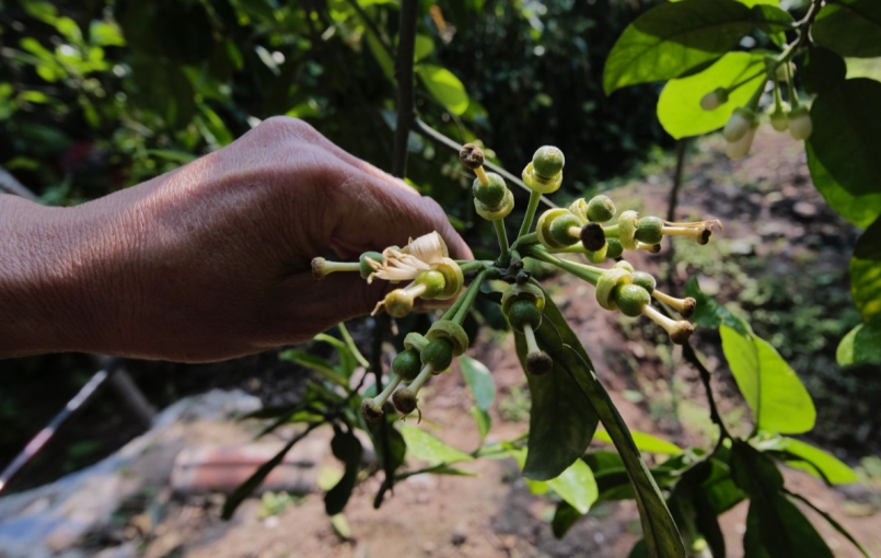 Những cây thụ phấn sớm thường đậu quả nhanh Những cây thụ phấn sớm thường đậu quả nhanh