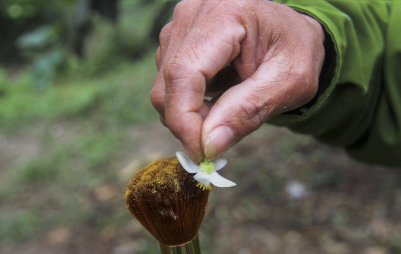 người dân sẽ dùng một cây gậy đủ dài có bọc đầu bằng bông gòn nhỏ hoặc đầu cọ mềm, người dân sẽ dùng một cây gậy đủ dài có bọc đầu bằng bông gòn nhỏ hoặc đầu cọ mềm,