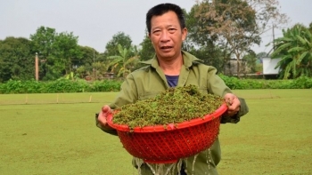 Siêu thực vật bị lãng quên, không chỉ làm phân bón đây còn là nguồn dược liệu có giá trị