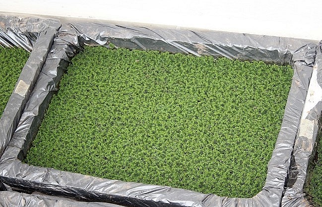 Bèo hoa dâu được sử dụng như một nguồn phân bón sinh học cho lúa và các loại cây trồng khác. Bèo hoa dâu được sử dụng như một nguồn phân bón sinh học cho lúa và các loại cây trồng khác.