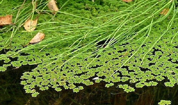 Cây bèo hoa dâu vốn rất phổ biến trên ao hồ, đồng ruộng. Cây bèo hoa dâu vốn rất phổ biến trên ao hồ, đồng ruộng.