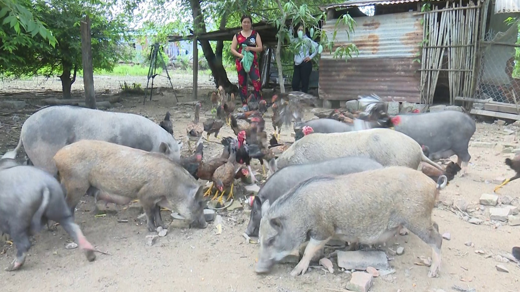 Nuôi con đặc sản đen sì chạy thành đàn, chả tốn cám công nghiệp, bán 150.000 đồng/kg thu trăm triệu mỗi năm