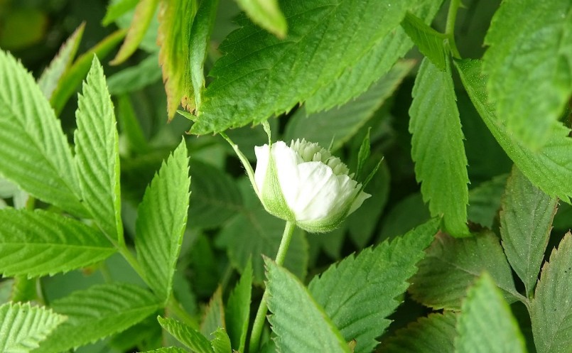 Trồng hoa hồng nói chung và hoa hồng tầm xuân bắc nói  riêng cần tỉ mỉ trong các khâu ánh sáng, nước tưới, cắt tỉa. 