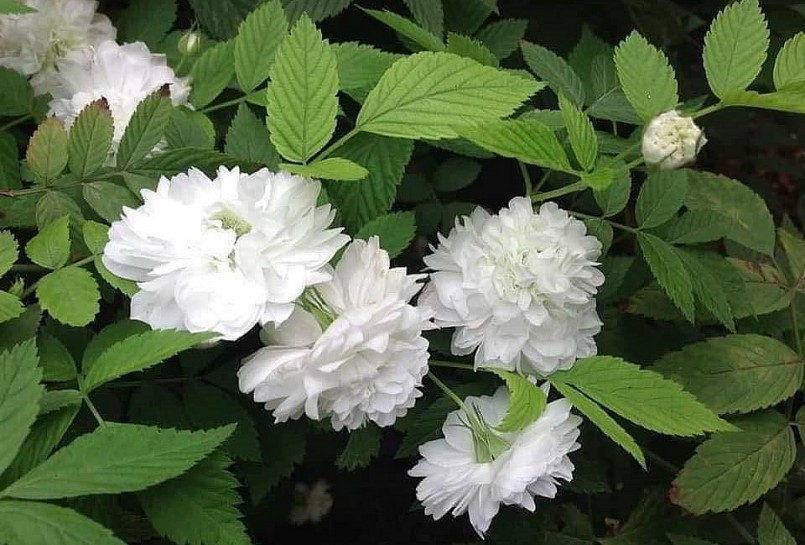 Hồng tầm xuân bắc là giống hoa hồng bụi quý hiếm tại Việt Nam. 