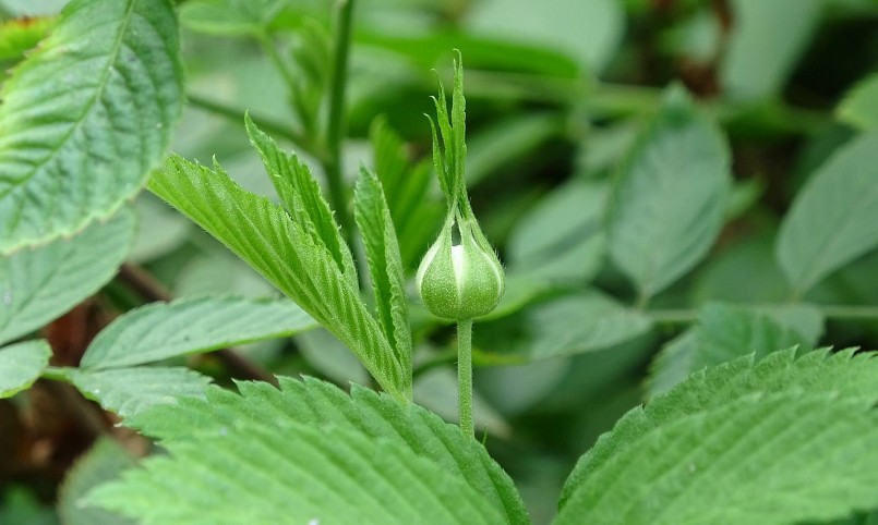 Hoa hồng tầm xuân bắc có tốc độ sinh trưởng tốt, hoa ra từ tháng 3 – 4 hàng năm. 