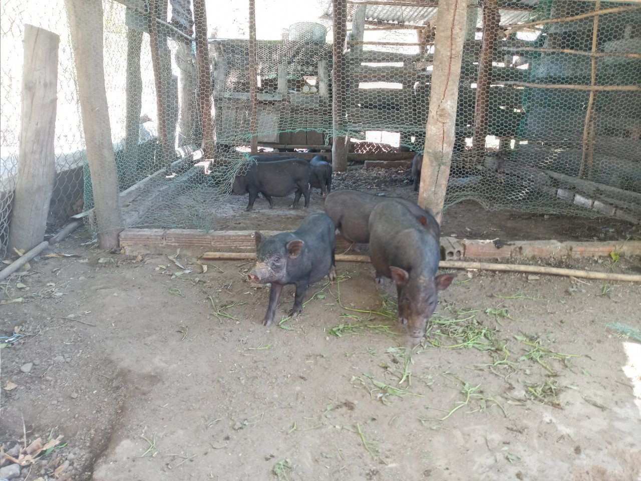 Giống heo đen Bình Thuận Giống heo đen Bình Thuận