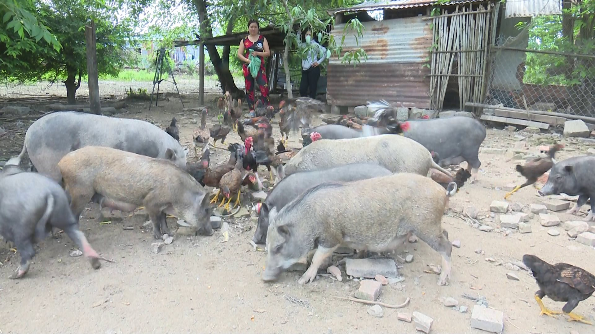 Đàn heo nái của gia đình chị Thắm Đàn heo nái của gia đình chị Thắm
