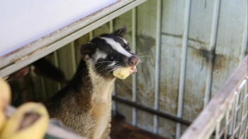 Nuôi loài đặc sản chỉ cho ăn trái cây rẻ tiền, bán đắt đỏ mỗi con đút túi 4 triệu đồng