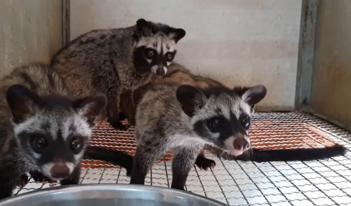 Chồn hương vốn là loại động vật hoang dã 