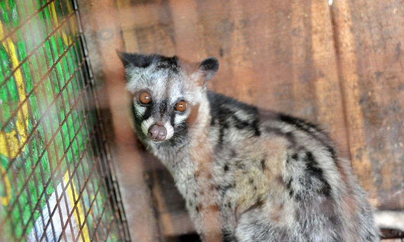 Ðiều đáng chú ý, nuôi chồn hương không đòi hỏi phải có diện tích đất lớn. 