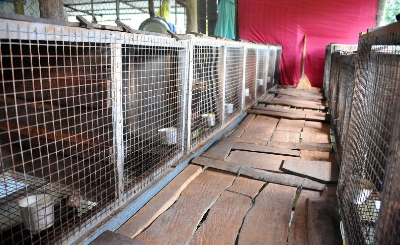 Nhiều trại nuôi chồn hương do không có đất rộng nên tận dụng mặt ao nuôi cá để xây nhà sàn làm chuồng nuôi chồn đem lại hiệu quả cao.