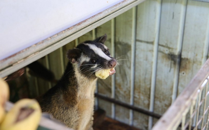 Chồn hương dễ nuôi, thức ăn là hoa quả dễ kiếm.