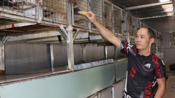 Nuôi chồn hương áp dụng kỹ thuật đẻ sòn sòn, một năm bán hơn 200 con giống, bà con kéo đến hỏi bí quyết kiếm tiền tỷ