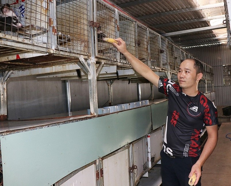 Mỗi năm, gia đình anh Tân có thu nhập gần 200 triệu đồng từ việc bán chồn hương giống. Ảnh: Ngọc Minh