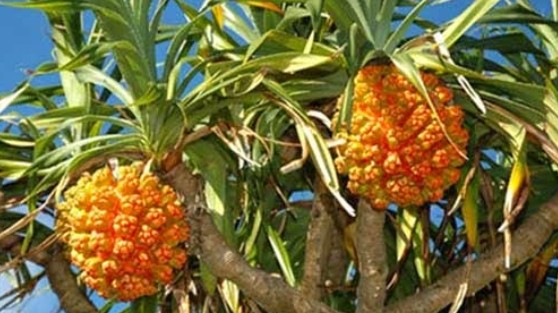 Loại cây dại mọc đầy rừng, người dân đi hái mang về ăn vừa ngon vừa tốt cho sức khỏe