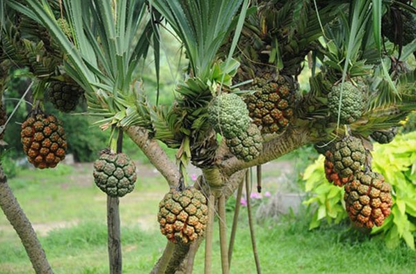 Loại quả dại mọc đầy rừng, người dân đi hái mang về ăn vừa ngon vừa tốt cho sức khỏe