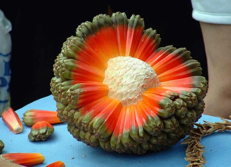 Loại quả dại mọc đầy rừng, người dân đi hái mang về ăn vừa ngon vừa tốt cho sức khỏe