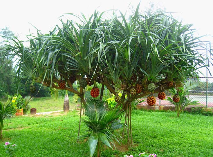 Loại quả dại mọc đầy rừng, người dân đi hái mang về ăn vừa ngon vừa tốt cho sức khỏe