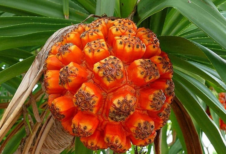 Loại quả dại mọc đầy rừng, người dân đi hái mang về ăn vừa ngon vừa tốt cho sức khỏe