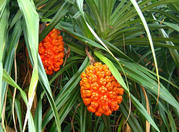 Loại quả dại mọc đầy rừng, người dân đi hái mang về ăn vừa ngon vừa tốt cho sức khỏe