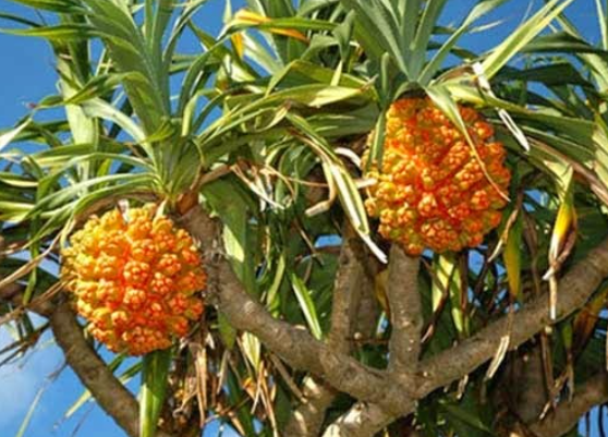 Loại cây dại mọc đầy rừng, người dân đi hái mang về ăn vừa ngon vừa tốt cho sức khỏe