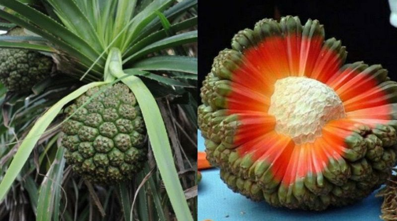 Loại quả dại mọc đầy rừng, người dân đi hái mang về ăn vừa ngon vừa tốt cho sức khỏe