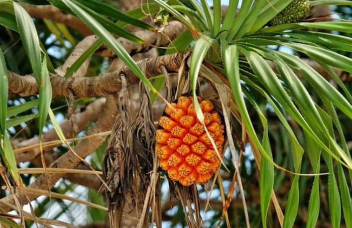 Loại quả dại mọc đầy rừng, người dân đi hái mang về ăn vừa ngon vừa tốt cho sức khỏe