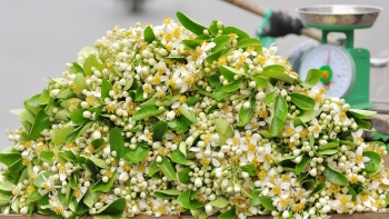 Loại hoa không chỉ thơm và đẹp, mà còn là vị thuốc tốt cho sức khỏe nhưng có người cần tránh xa