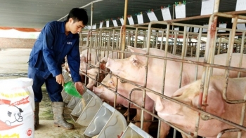 Giá heo hơi hôm nay (07/3) giảm về mức thấp kỷ lục trong 2 năm, khi nào giá heo tăng trở lại?