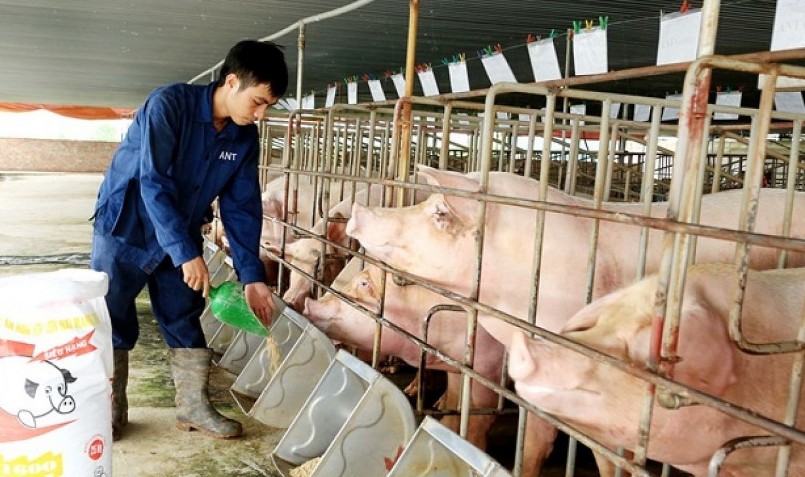 Giá heo hơi hôm nay (07/3) đồng loạt giảm từ 1.000 đến 3.000 đồng/kg trên cả nước. 