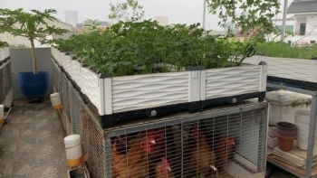 Món quà cực chất của chồng đảm, tặng vợ cả đàn gà cùng vườn rau trên sân thượng