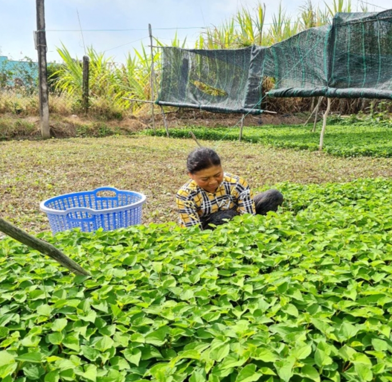 Bà Đượl (Bạc Liêu) cắt rau diếp cá bán cho thương lái. Ảnh: T.L Bà Đượl (Bạc Liêu) cắt rau diếp cá bán cho thương lái. Ảnh: T.L