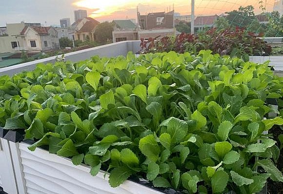 Khu vườn rau và đàn gà trên sân thượng là món quà ý nghĩa tặng vợ nhân ngày 08/3 của ông chồng đảm.