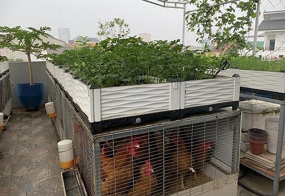 Người chồng đã bỏ nhiều công sức biến sân thượng thành vườn rau và nuôi gà để tặng vợ.