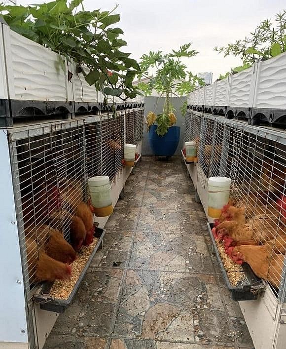 Khu vườn trên sân thượng được kết hợp khéo léo phía trên trồng rau phía dưới nuôi gà.